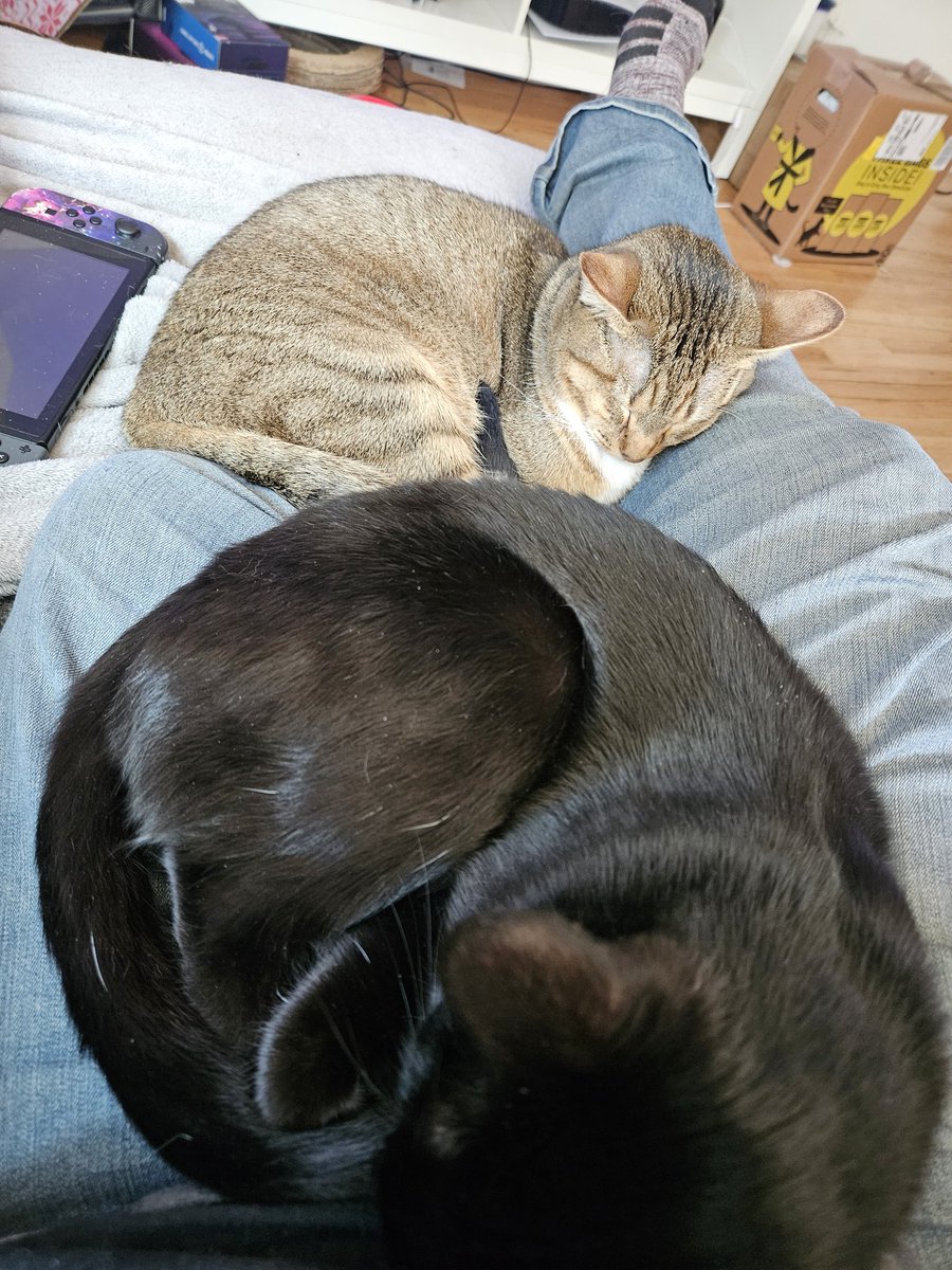 lyramathan's tweet photo. Just hanging with kittens today.

#findom #findomgoddess #findommistress #paypig #cashcow #finsub #humanatm https://t.co/r3ZzA13FTc