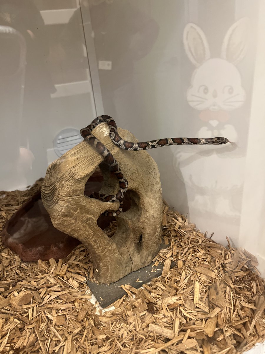 This little guy was found climbing the walls at our affiliate the Cape Cod Museum of Natural History and is now happy in her new home in our Live Menagerie! 🐍🐰
