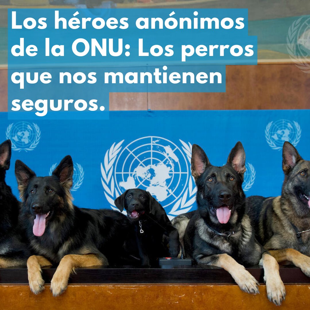 🐕‍🦺 Perros detectores de explosivos 🐶 Perros de terapia 🐕 Perros de desminado En este #DíaDelPerro, queremos dar las gracias a todos nuestros colegas caninos y a sus dedicados adiestradores por sus notables esfuerzos en todo el mundo.