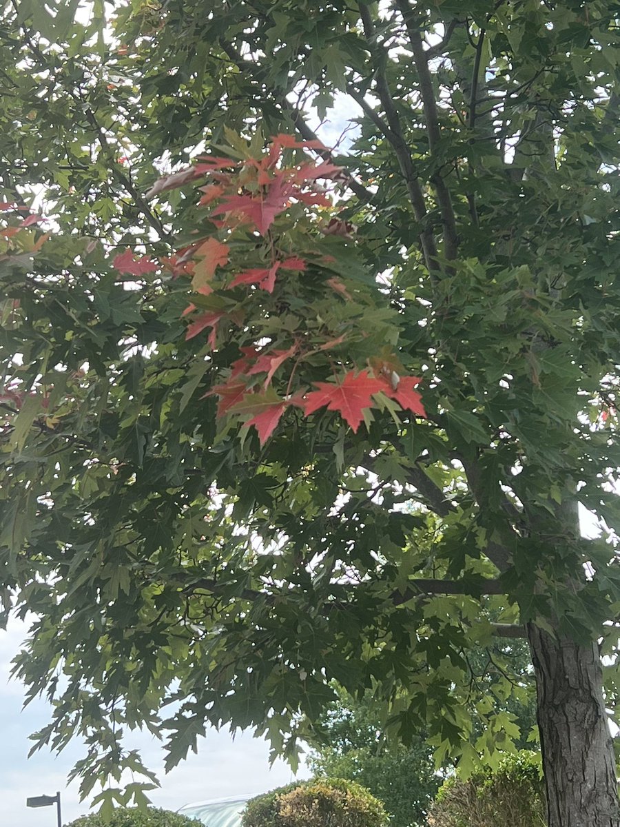 snf725's tweet photo. Fall is around the corner. https://t.co/cCQbUtf36u
