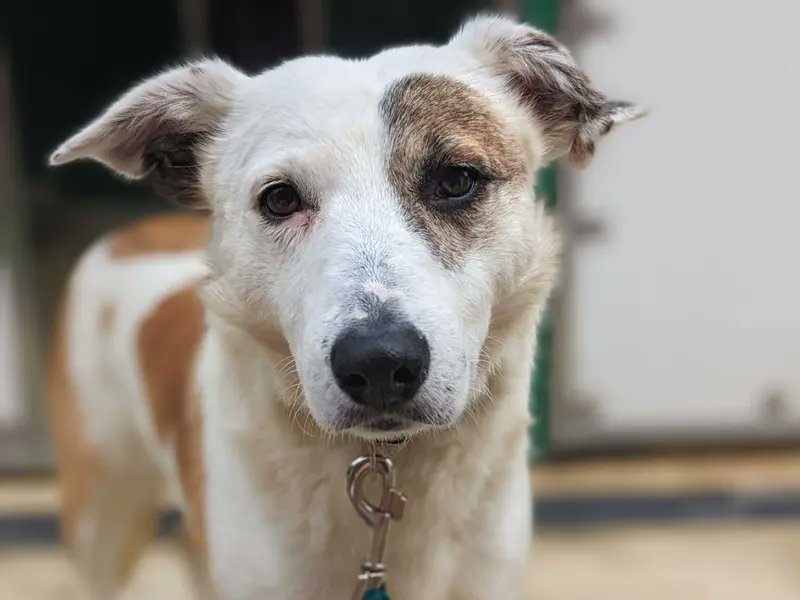 AdoptionsUk's tweet photo. Please retweet to help Duchess find a home #OXFORDSHIRE #UK
Border Collie aged 5-7, she is nervous as she has had a difficult past. She needs an adult home as the only dog, she may be able to live with small furries.
Please give an extra share 🌟
DETAILS  👇https://t.co/QX9VE59e6c
#dogs #BorderCollie #Collie