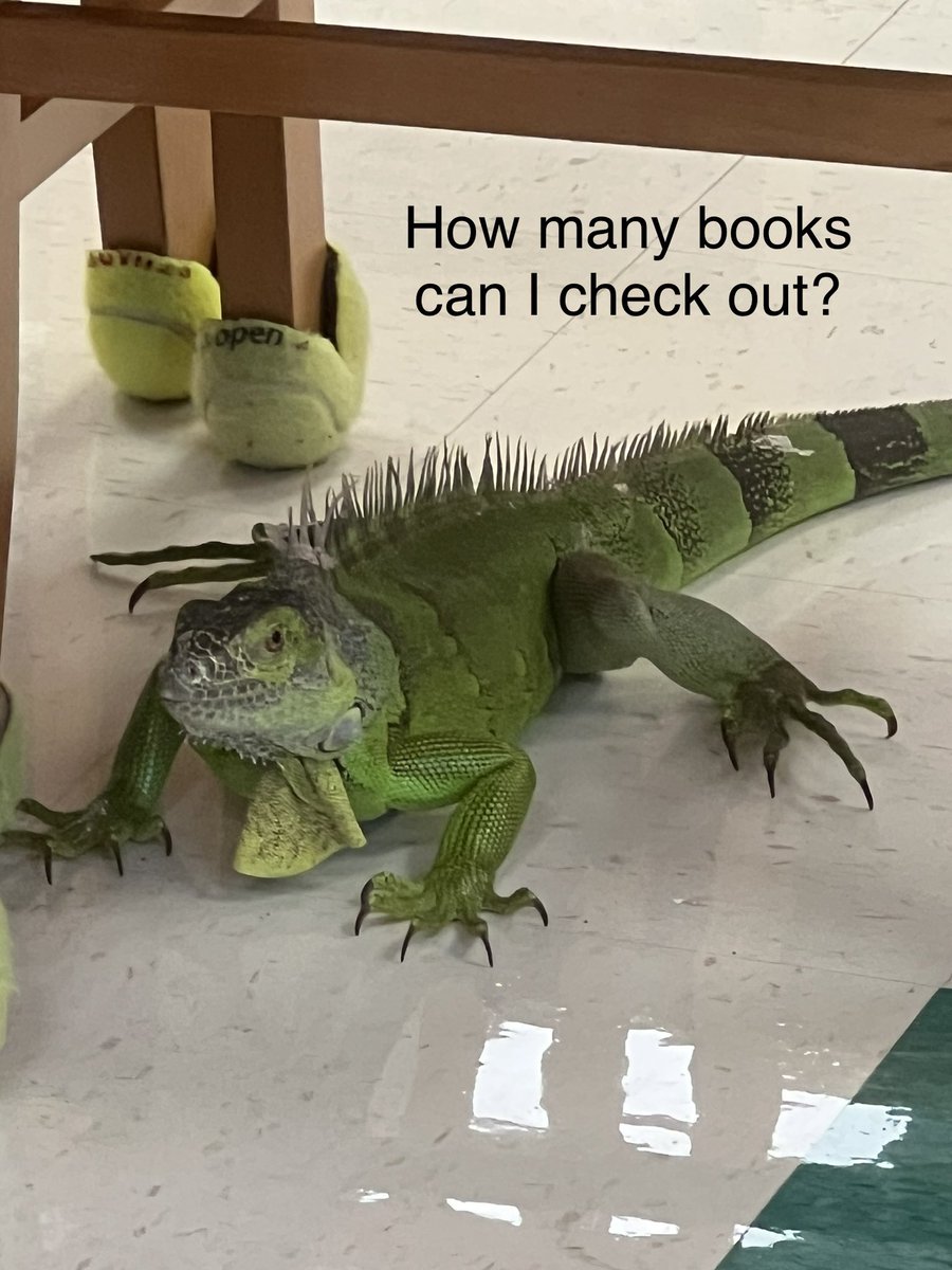 My media center visitor. #IguanasInTheLibrary #SouthFloridaProblems