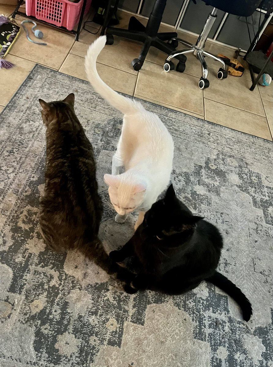 MosesDrizzt's tweet photo. Holding our annual meeting this week. Items on Agenda: 
-discussion on humans’ sleep schedule
-figure out how to catch that pesky red dot
-tuna or chicken?
-review catio rules
-report from Moses our territorial protector
-Comments?
#AdoptDontShop #CatsOnX #cats #fridaymorning https://t.co/1JZMh5BMZ4