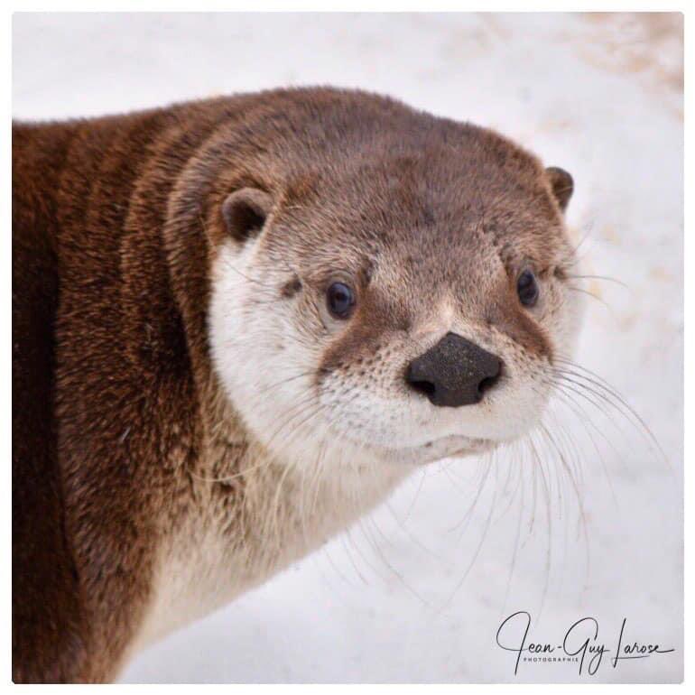 Wilmer Corona tweet media