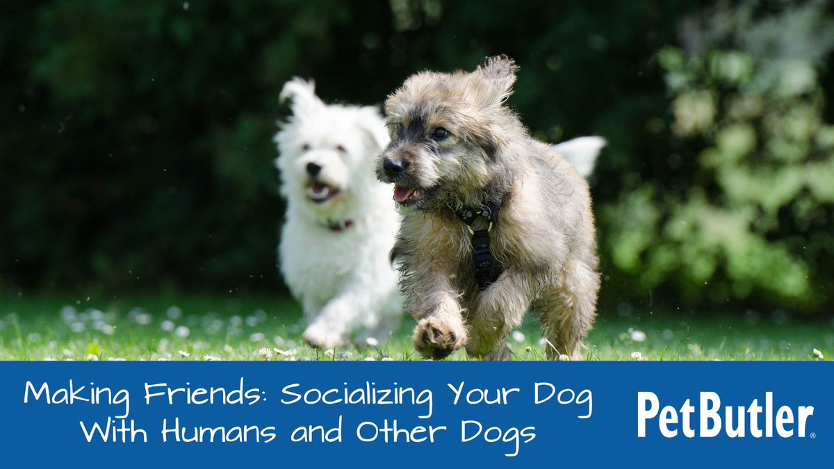 PetButler's tweet image. Socializing your dog leads to a happy and well-behaved pet. Learn how your pup can make new friends! bit.ly/3OgQhF3 #PetButler #DogSocialization #HappyPup #Blog