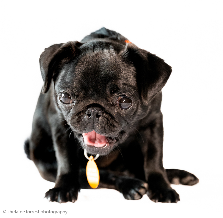 Shirlainephoto's tweet photo. Gallery of @manchdogs Cheshire Dogs Home portraits on my fb https://t.co/pbyYwzCUpf

#dog #rescue #rescuedog #AdoptDontShop #cheshiredogshome #manchesterdogshome #portrait #dogportrait #pug #crossbreed #nikon #nikonz8 @UKNikon @NikonEurope https://t.co/XW66m7OMBQ https://t.co/wfST5AAyVA