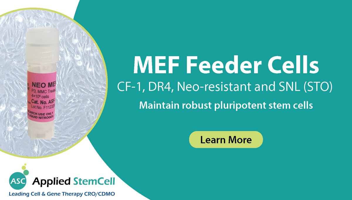 ASCAppliedStem's tweet image. [MEF Feeder Cells]

High-quality MEF cells for robust pluripotent stem cells:
✨ CF-1 MEF Feeder Cells
✨ DR4 MEF Feeder Cells
✨ Neo-resistant MEF Feeder Cells
✨ SNL 76/7 (STO Line)

🔗appliedstemcell.com/products/stem-…

#appliedstemcell #mefcells #stemcells #CRO #CDMO
