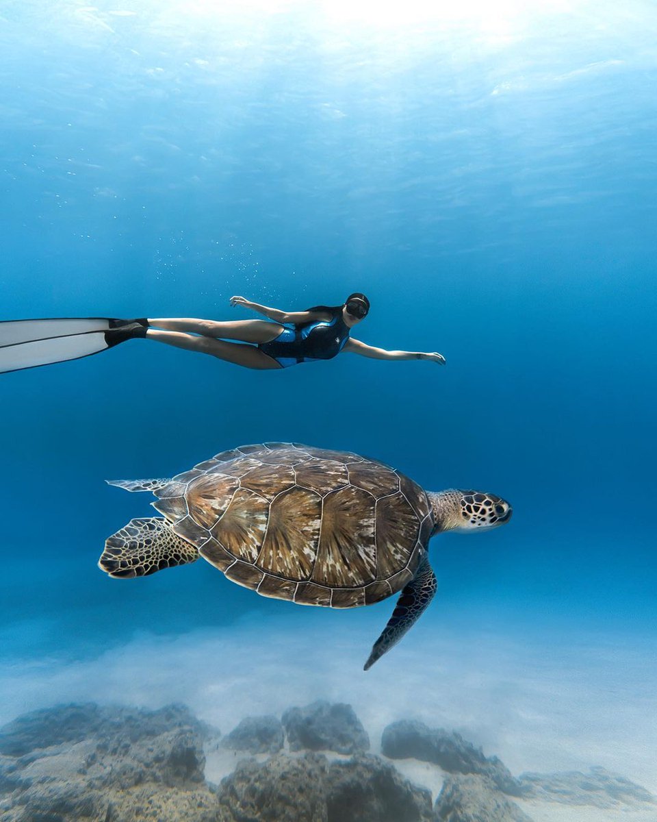 Turtle lovers want to be in Gili Islands, Lombok, #Indonesia!🐢 Gili Air, Gili Trawangan, and Gili Meno have Hawksbill and Green #Turtles in their waters and you might see some reef sharks and eagle rays too!🌊🦈 📸: aquata_cy on IG