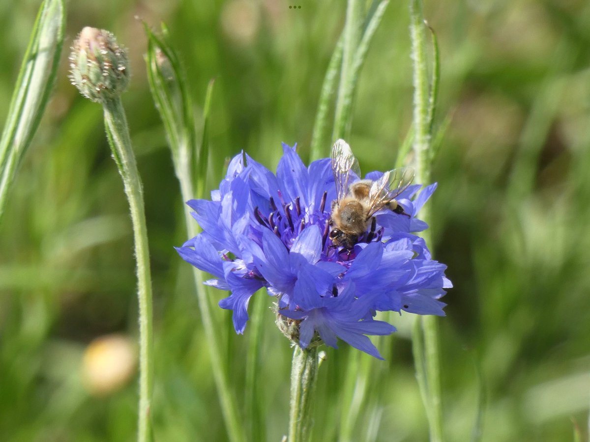 ksampford's tweet photo. Lovely sky this morning @ThePhotoHour @StormHour #BankHoliday #walk #Oxfordshire #photograghy #countryside #WildFlower #bee https://t.co/tV39O1S3Sf