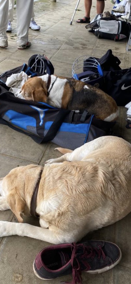 Randwick Cricket Club tweet media