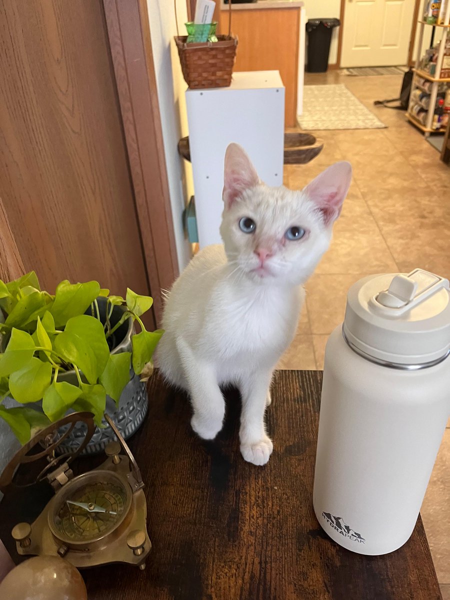 In my intro discussion post, I mentioned my new kitten... here are some pictures of him!

#CMN3980 #EIUFall2023 #PantherPR