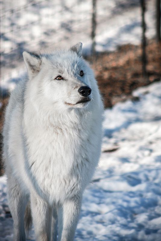 AyshahAwan's tweet photo. "In real life, wolves will do anything to avoid contact with mankind." 
Liam Neeson 
#SaveWolves 
#LetTheWolvesRunFree 
#StandForWolves 
#ProtectOurWolves 
#BanHunting https://t.co/Y2kqVyw7wA