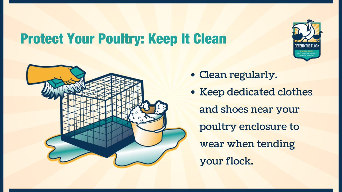 Defend_theFlock's tweet photo. To learn more, download our Checklist for Cleaning and Disinfecting Poultry Enclosures: https://t.co/lOrPPsmVSh  
#DefendtheFlock https://t.co/4kgKMSsFym