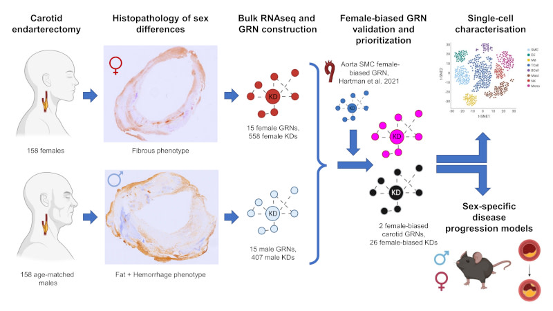 ATVB: An AHA Journal (@atvbahajournals) on Twitter photo Female atherosclerosis is characterized by gene networks that are active in fibrous vulnerable plaques rich in myofibroblast-like smooth muscle cells @DiezBenavente <a href="/InnovatieHester/">Hester den Ruijter</a>
ahajrnls.org/45qHQgv Female atherosclerosis is characterized by gene networks that are active in fibrous vulnerable plaques rich in myofibroblast-like smooth muscle cells @DiezBenavente <a href="/InnovatieHester/">Hester den Ruijter</a>
ahajrnls.org/45qHQgv