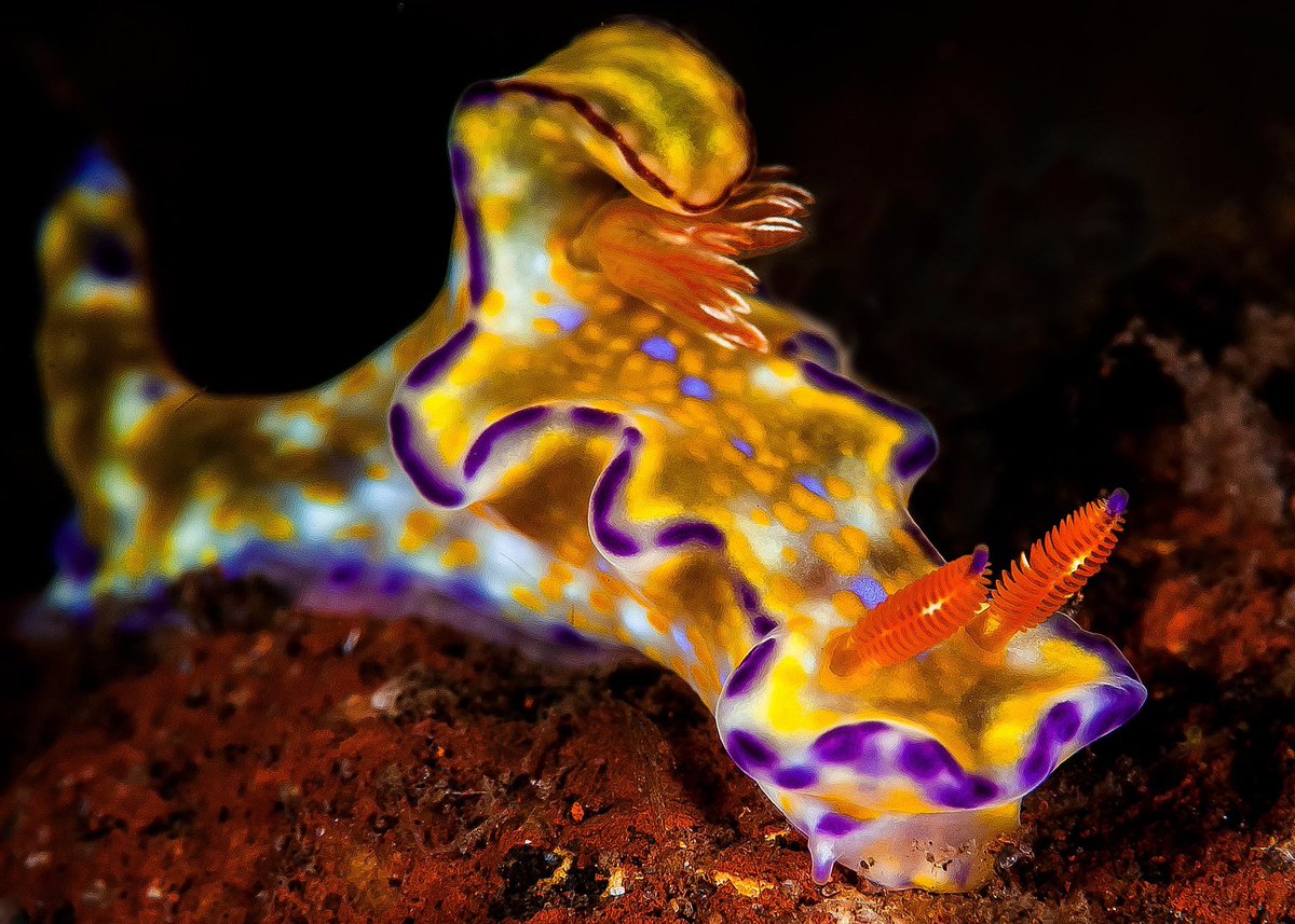 — ☆ fun marine bio fact

many nudibranchs are poisonous, this is because most of the stuff they eat are toxic ! for example, they can be found ingesting toxins from sponges, but they can also be found eating the stinging cells from hydrozoids. this is why many nudis are colorful