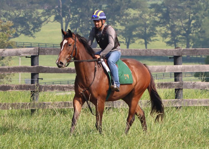 LaurienBerenson's tweet image. Almost ready to head to the track thanks to a great summer at #FernhillStables with @Dermo99. #horseracing #2yointraining #comealongway
