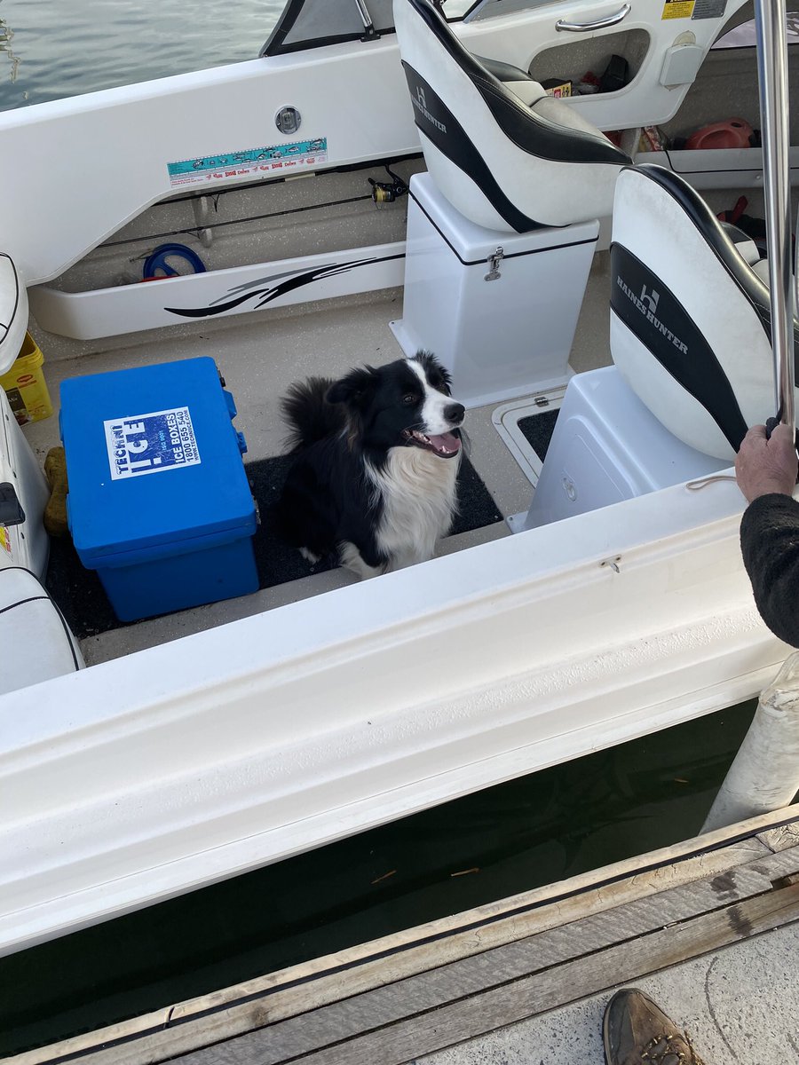 psossic's tweet photo. Border Collies love to go fishing. Here’s Fonzie the border collie at North Haven boat ramp. “…hey dad, hurry up, let’s get stuck into those Tingas..”😜🤙 https://t.co/4dTOKdEzcZ
