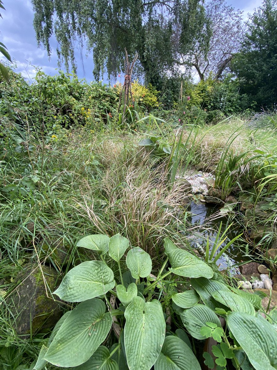 It’s messy, but my new pond has grown up with its tall grasses, and there are pathways to the waters edge created by creatures that visit at night. It’s wonderful. ⁦<a href="/GWandShows/">BBC Gardeners World</a>⁩ #gardenersworld