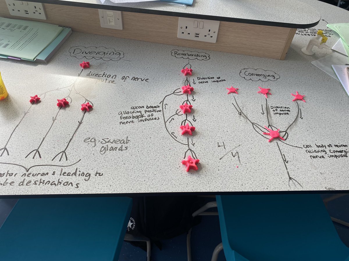 BoclairBiology's tweet photo. Higher Biology class learning about neural pathways by making playdoh models and peer assessing each other . Amazing end to a great week #weareboclair #bioisbest https://t.co/nxic4qTXIW