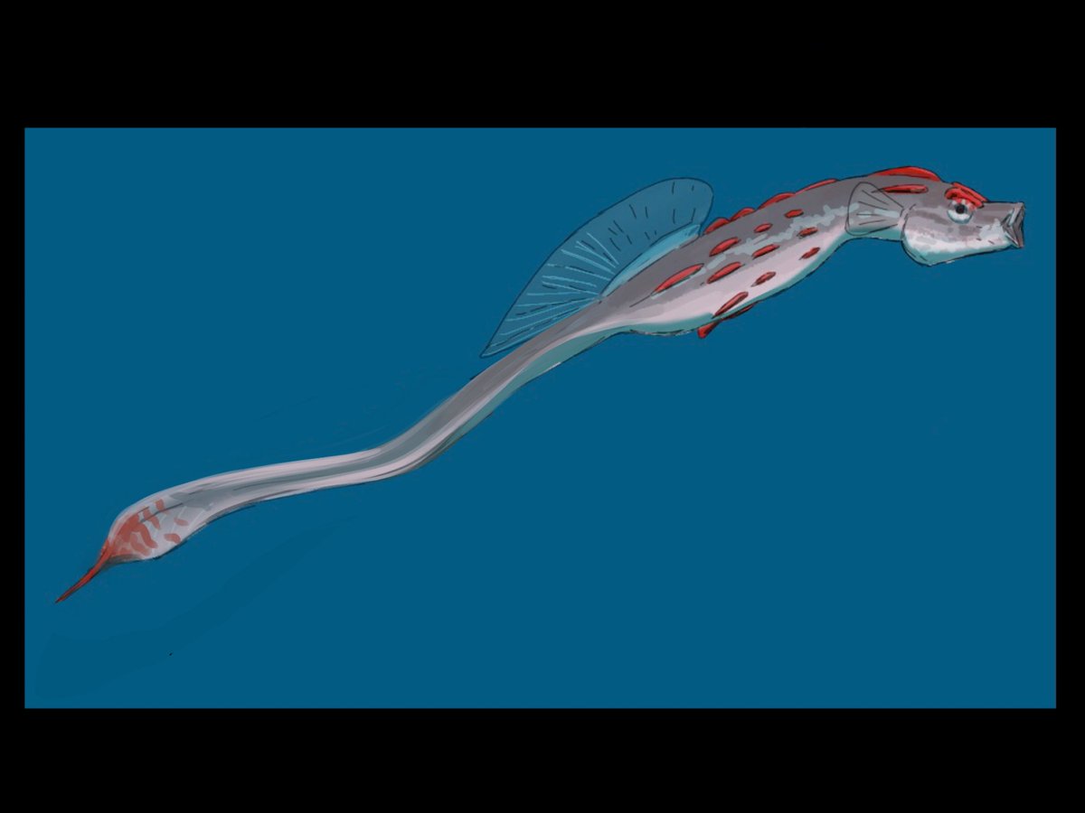 5 MY since seeding , H.bargibanti underwent adaptative radiation, exploiting bivalves to parasitise on some of their food ,the increased diameter and smoother surface selected for longer broader tails ,adaptations that would later be repurposed for active swimming #bivalvopia