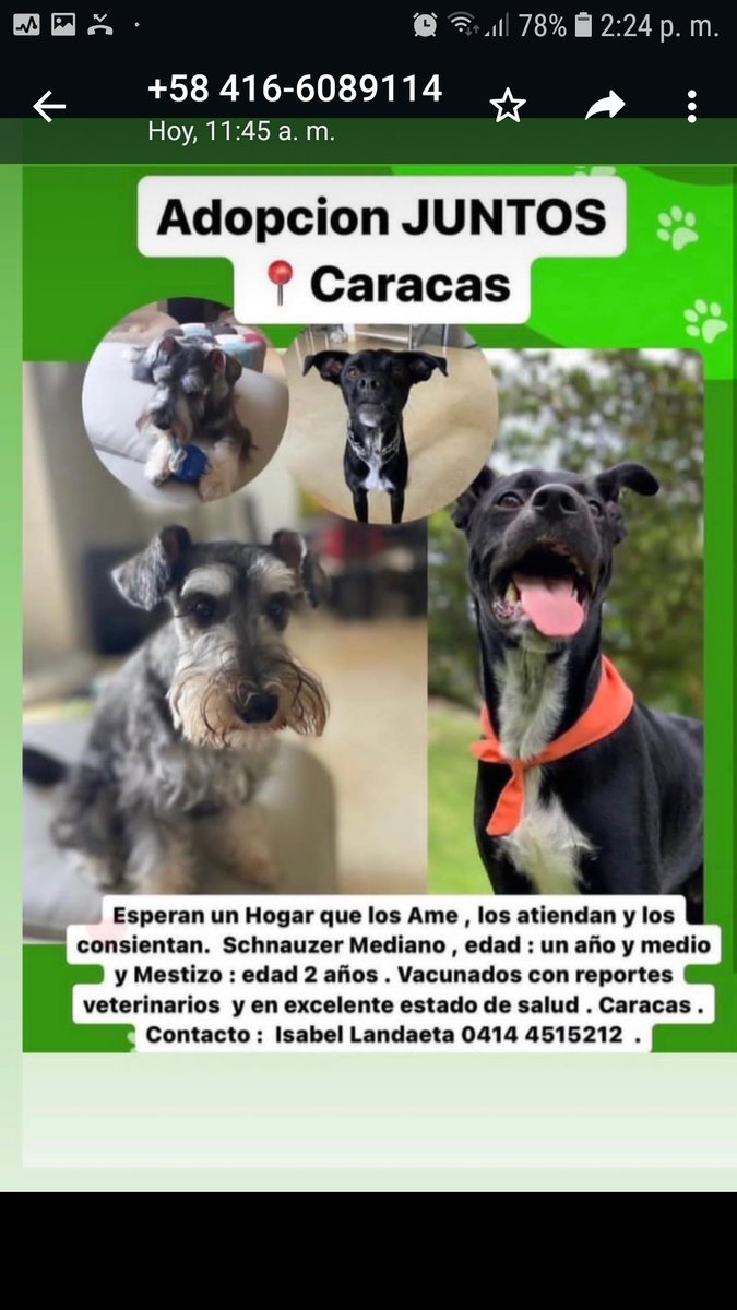 PerroUsuario's tweet photo. Buscando un hogar responsable RT @leonorgedeon: EN ADOPCION. Caracas https://t.co/CRnLha477F