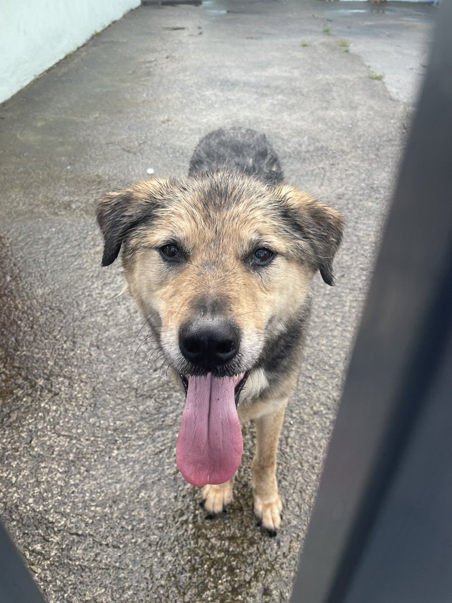 darranj85's tweet photo. Anybody lose a dog in Ballygall/Glasnevin? This lad was found on Ballygall Road East beside Hillcrest. No collar but very friendly. He is up in Finglas Garda Station now #lostdog #lostdogfinglas #lostdogglasnevin #lostdogballygall https://t.co/hh9eEJOKkd