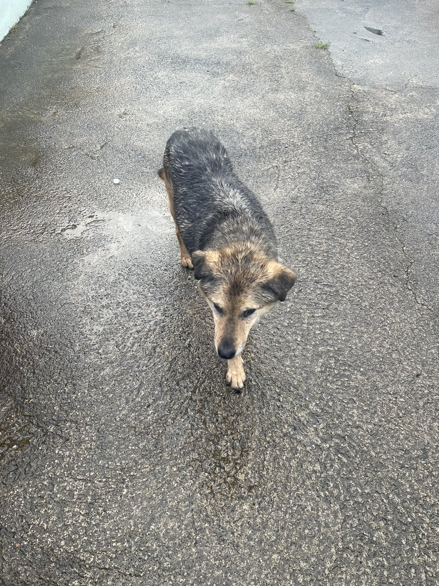 darranj85's tweet photo. Anybody lose a dog in Ballygall/Glasnevin? This lad was found on Ballygall Road East beside Hillcrest. No collar but very friendly. He is up in Finglas Garda Station now #lostdog #lostdogfinglas #lostdogglasnevin #lostdogballygall https://t.co/hh9eEJOKkd