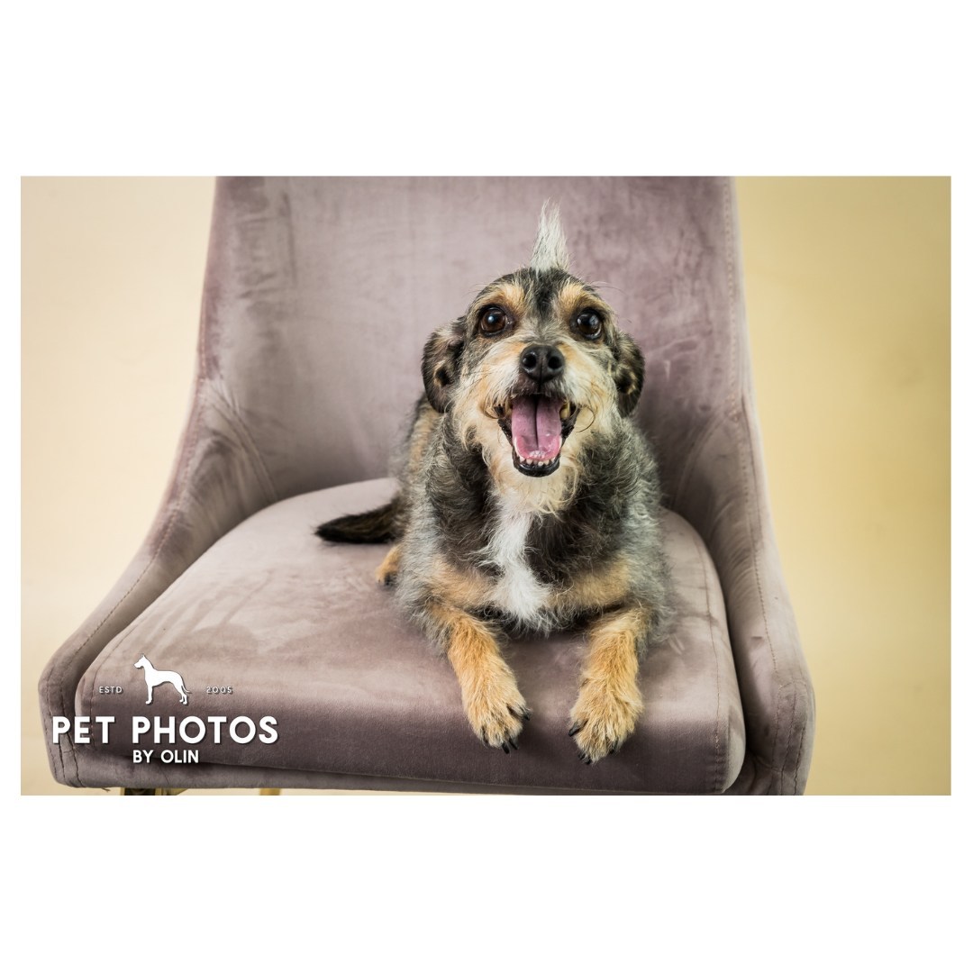 Swipe to see Tugboat's favorite humans 🚢

#dogsofig #petportraits #familyportraits #sactowndogs #petphotographer