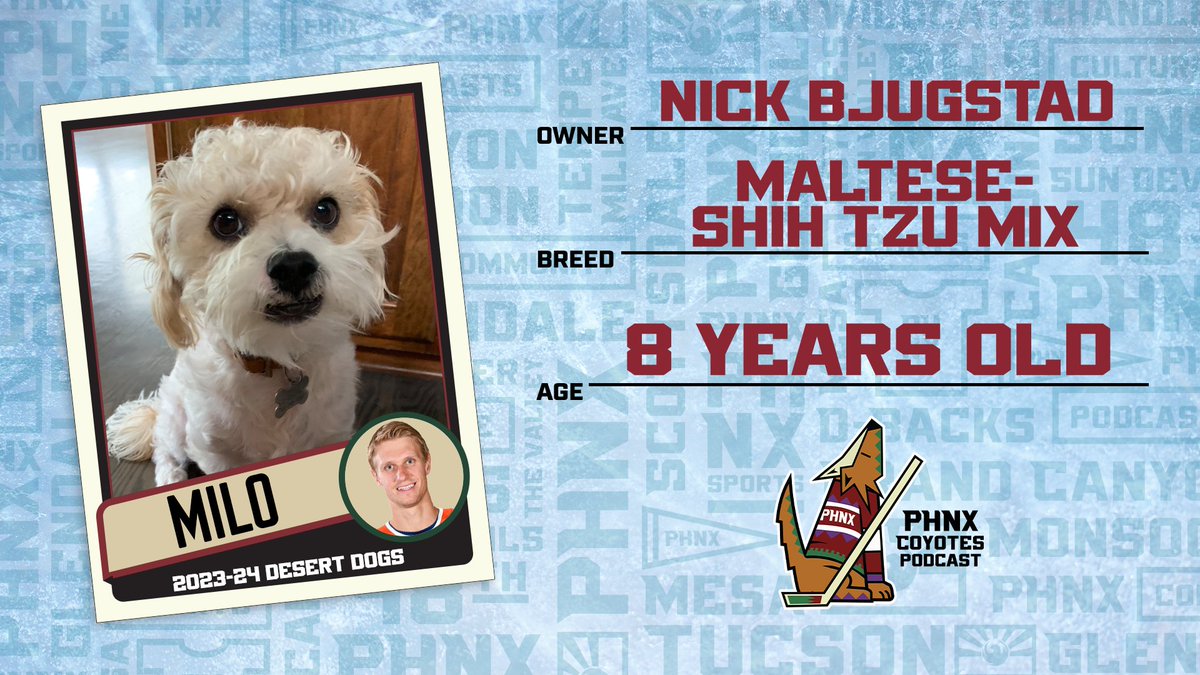 PHNX_Hockey's tweet photo. In celebration of International Dog Day, we highlighted the Arizona Coyotes' canine crew 🐶

THREAD 🧵⬇️ https://t.co/yuuJRXaFWW