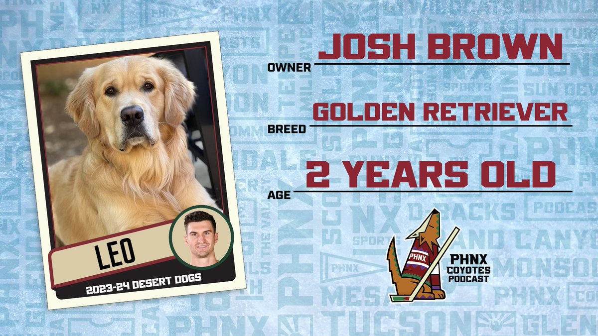 PHNX_Hockey's tweet photo. In celebration of International Dog Day, we highlighted the Arizona Coyotes' canine crew 🐶

THREAD 🧵⬇️ https://t.co/yuuJRXaFWW