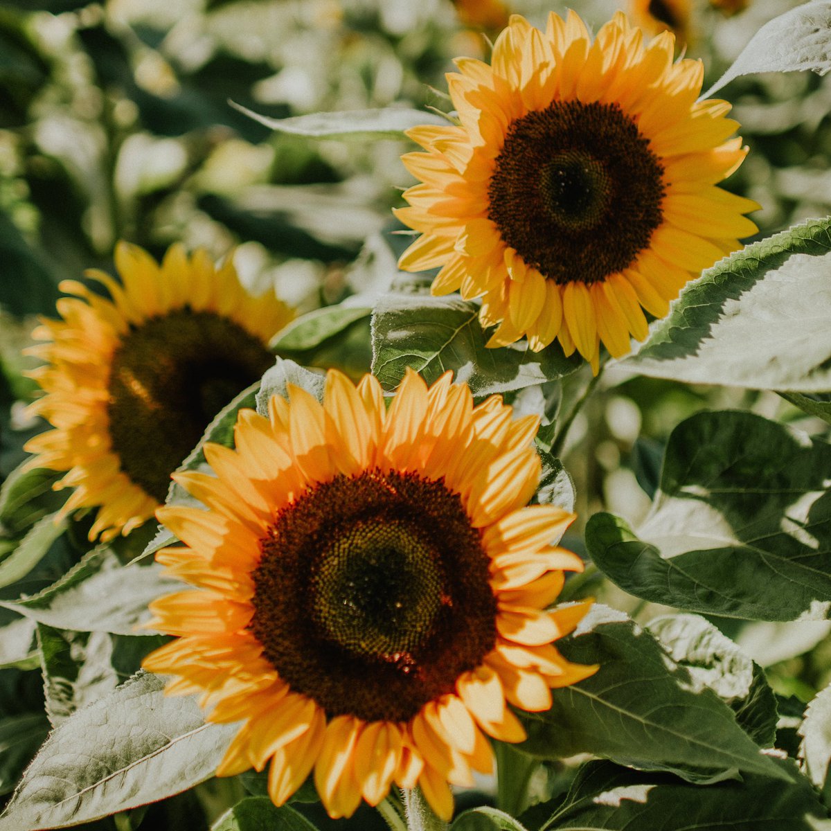 Tourism Harrison tweet media