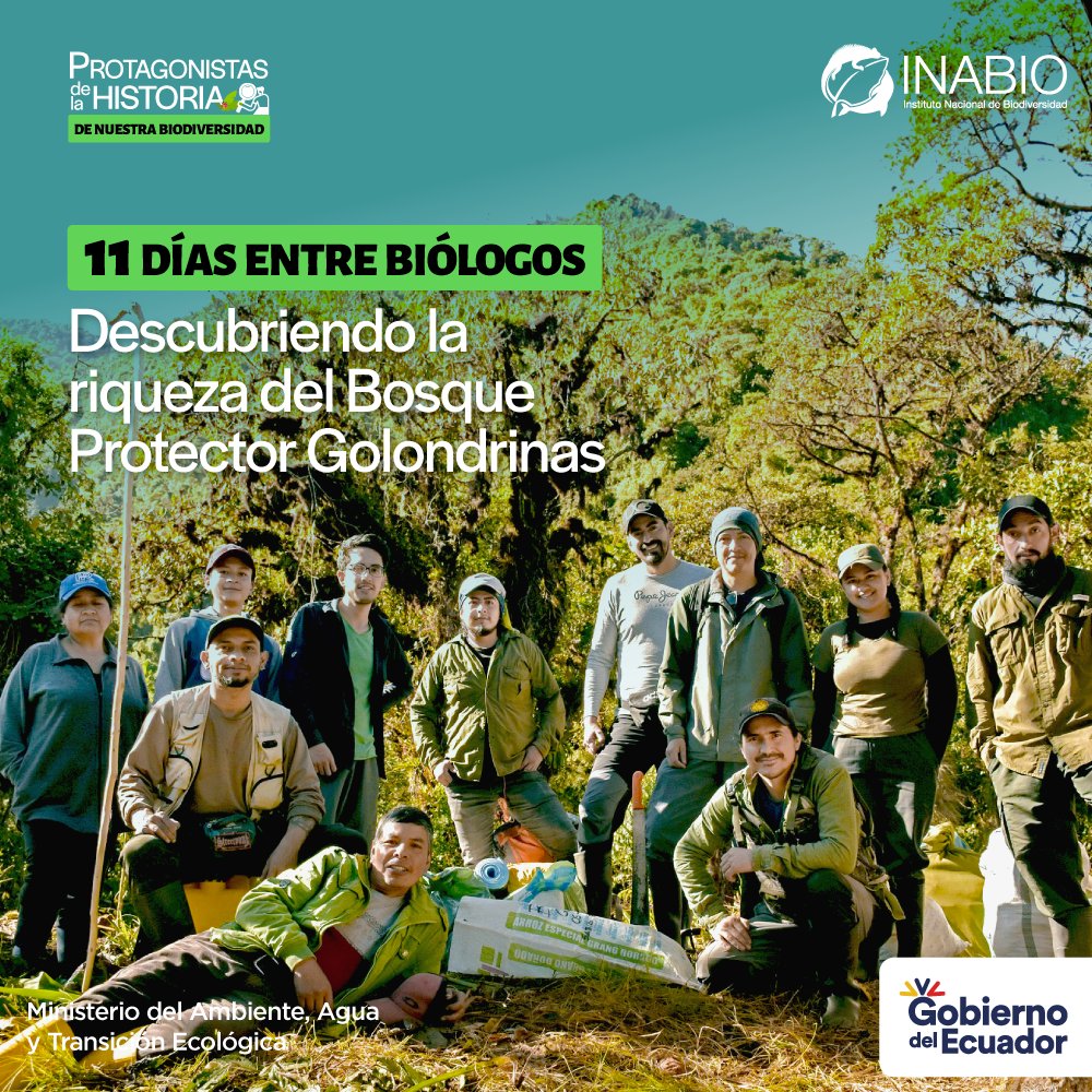🇪🇨 🌎#ProtagonistasDeLaHistoria | ¿Quieres conocer más sobre el trabajo de los investigadores del #INABIO? Te invitamos a leer un reportaje sobre su última excursión de 11 días al Bosque Protector Golondrinas, ubicado en la provincia del #Carchi. inabio.biodiversidad.gob.ec/2023/08/23/166…