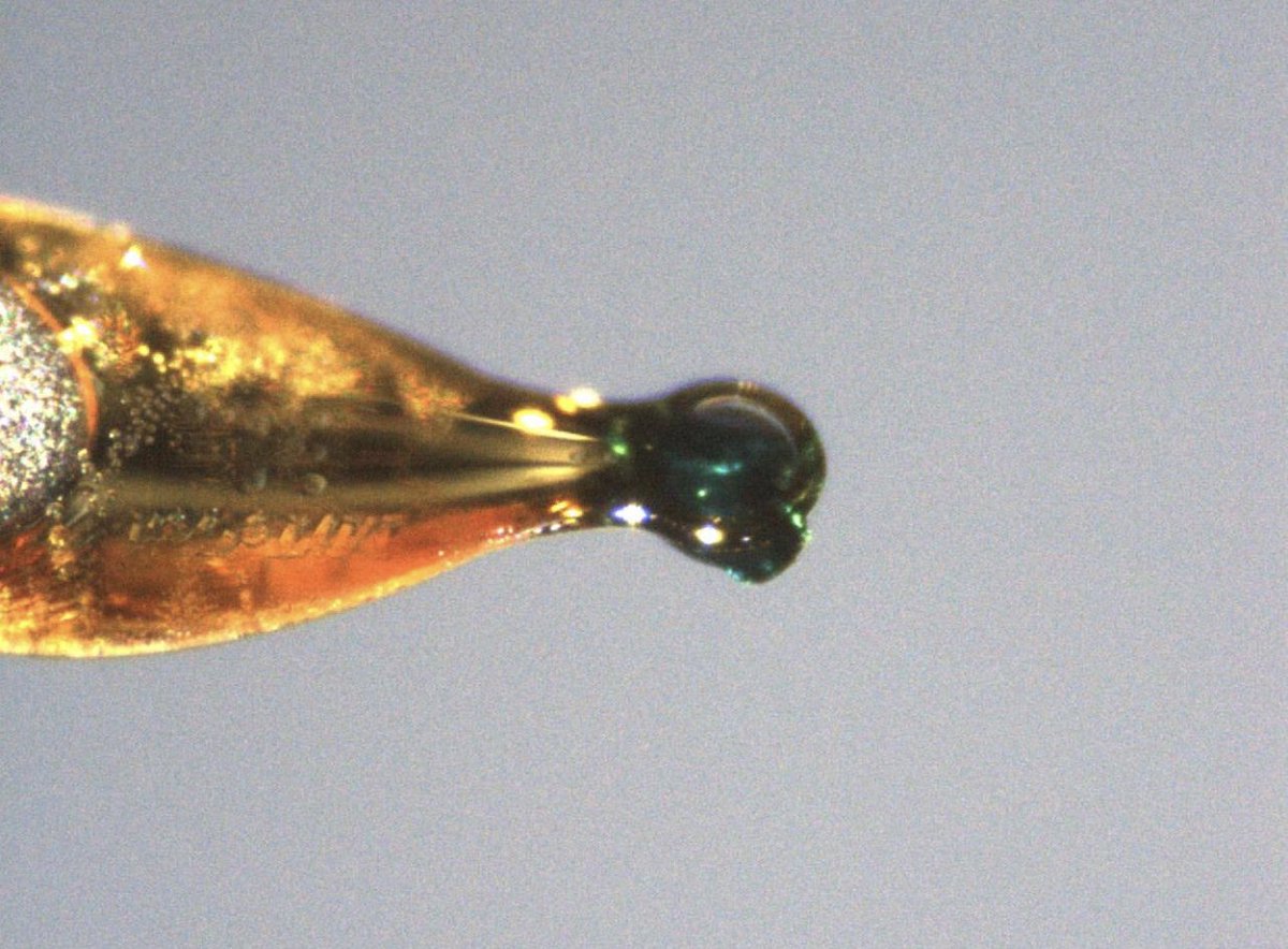 Always a sad day when your crystals don’t have a measurable diffraction or decompose before being analyzed 😢 - Pamodya