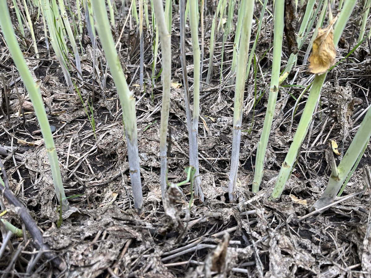 Kyle Bohn tweet media