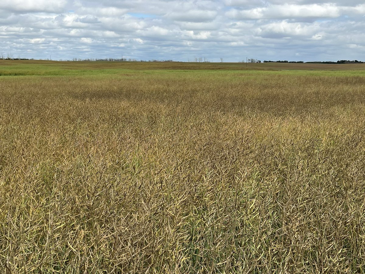 Kyle Bohn tweet media