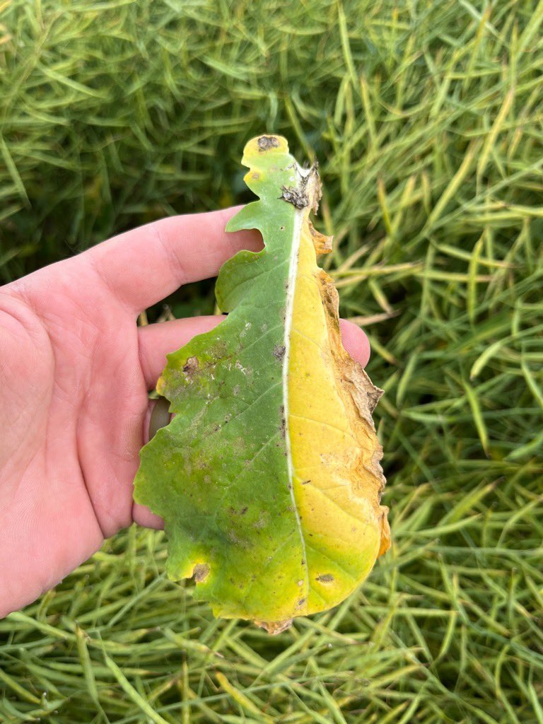 Kyle Bohn tweet media