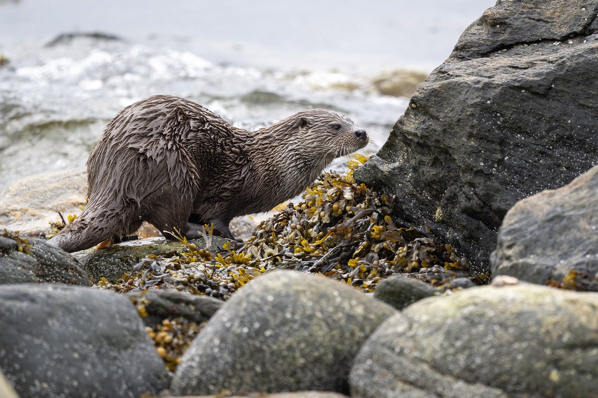 Some happy clients with @shetlandnature enjoyed several hours with great views of Otters today..