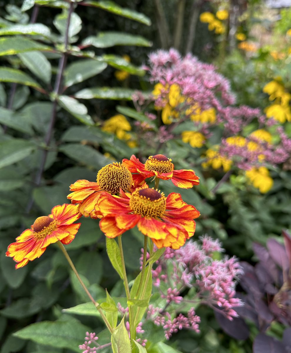 Hope you’ve all had a productive Friday🌿

Helenium 'Moerheim beauty' strutting her stuff with 🤧Eutrochium purpureum 🌿🩷 & Rudbeckia laciniata 'Herbstsonne' 🌿🌼 getting in on the act🌿

#FlowersOnFriday 
#mygarden #GardeningTherapy #Gardening #FlowersOfTwitter #Flowers