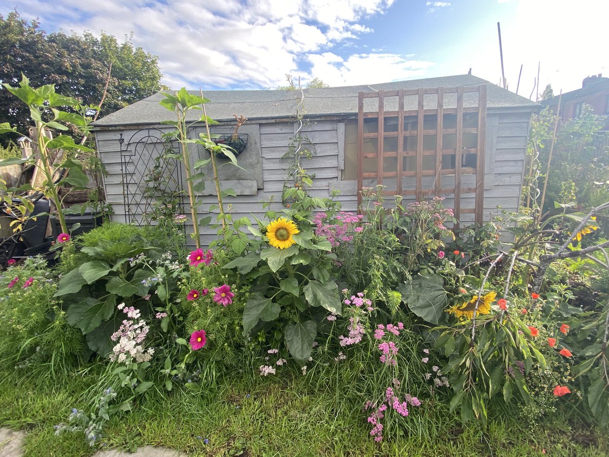 Lovely new border on the shitty shed. Like a frothy flower arrangement. The sunflowers are glorious ⁦<a href="/GWandShows/">BBC Gardeners World</a>⁩ #gardenersworld
