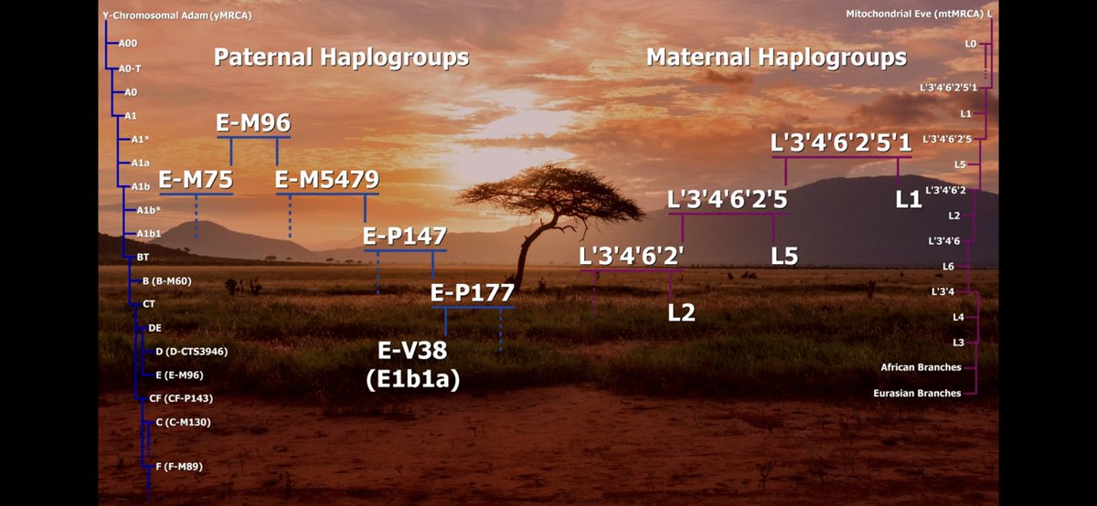 metaphysicalsou's tweet photo. #Comparative_anatomy
This is indecate the frontal lobe is larger than their ancestors Homo heidelbergensis and Homo neanderthalnesis therefore their cognations and social intelligence are grater , which indicate Fundamental differences between Homo sapiens and archaic
human species
so we have
1-basal Homo sapiens
2-Deep Homo sapiens
3-Modern Homo sapiens
One descended from the other, grandfather, father, grandson
And according to God's laws and systems in nature, the strongest traits prevail, most suitable for the environment, according to sexual selection, natural selection.
#Conclusion:
This is a fact of the ghost genes that float in the subset of West African Africans
لذا أكرر أن الانتماء للآدمية (السود الأفارقة) ليس بالتمني، هو نتاج دراسة علمية تعتمد للنفي والإثبات على علوم مختلفة تحدد الحقبة (التسلسل الزمني للخلق والتطور)
والبيئة والتشريح المقارن والمورفولوجي والجينات إن وجدت في العينات القديمة جدا
الإيمان بالقدر سبيل للجنة،
كون أحدهم نتاج خليط بشريات بدائية بائدة ومعدلة بالأفريقية يجعله أدنى بيولوجيا فقط، أما القبول من الله فذلك يحكمه الإيمان وهو ما وقر في القلب وصدّقة العمل أي تطابق الاعتقاد مع السلوك،
أما اصطفاء الله وتنظيمه ملكوته فلا شأن لنا به
حالنا سبحانك ربنا
وسجود المستجيب لإعلان الأنعام
(خضوع تام
خضوع العبد العابد
للخالق السيد الحكيم
دون تمرد (الأبلسة) اختيار إبليس
ولسان حاله ومقاله (شيطنة) أنا خير منه
always remember God has tricks
مكر الله أعظم