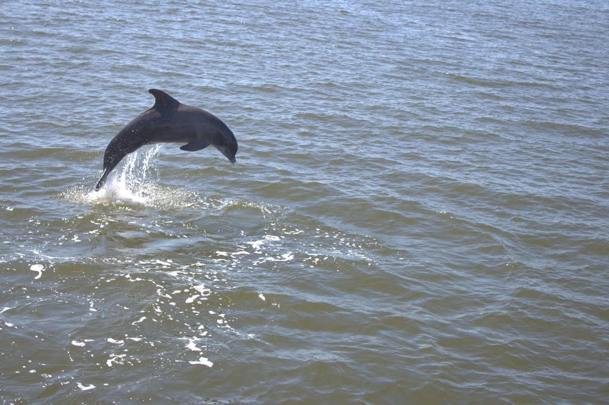 It’s time to jump for joy…the weekend has arrived! 🐬