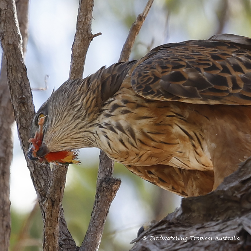 BirdwatchingT's tweet photo. Red Goshawk eating a Rainbow Lorikeet - Cape York -Iron Range - Lakefield National Park August bird Photography tour. https://t.co/vCqPOmUHdL