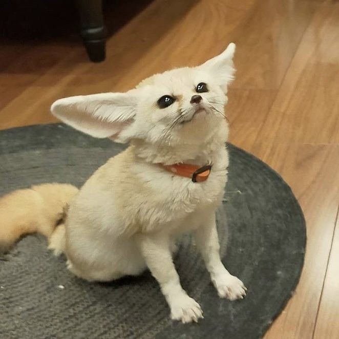 k4iserflwr's tweet photo. welcome nihachu!!! the ears remind me of a fennec <3
#nihachufanart #nihachuqsmp #qsmpfanart https://t.co/P4fRDf42Cf
