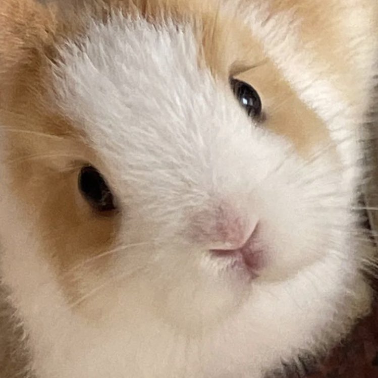 bunkoo pics !! 🐰💜 tweet media
