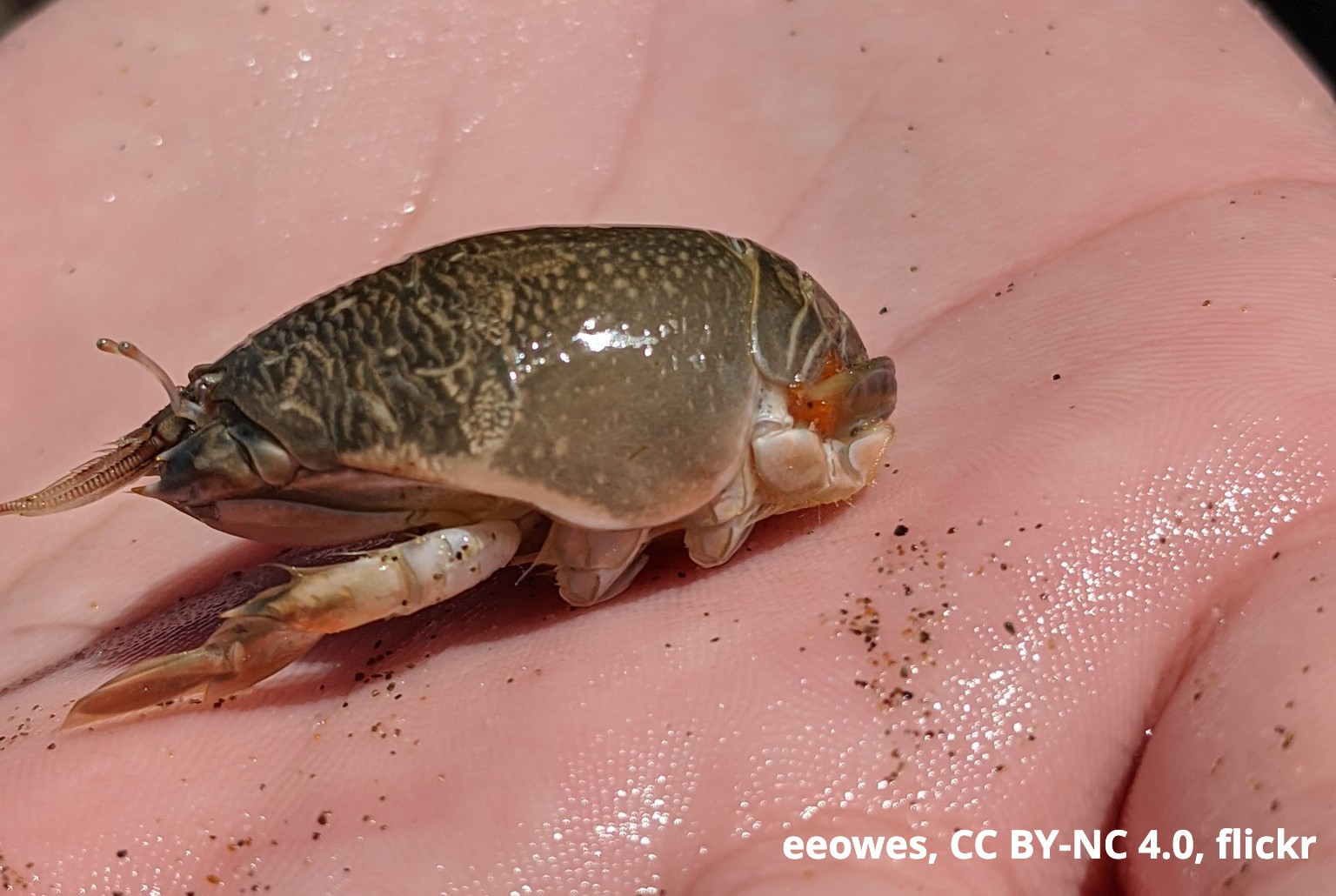 American Museum of Natural History on X: Have you ever seen one of these  at the beach? Also known as “sand crabs” or “sand fleas,” Pacific mole crabs  migrate with the tides