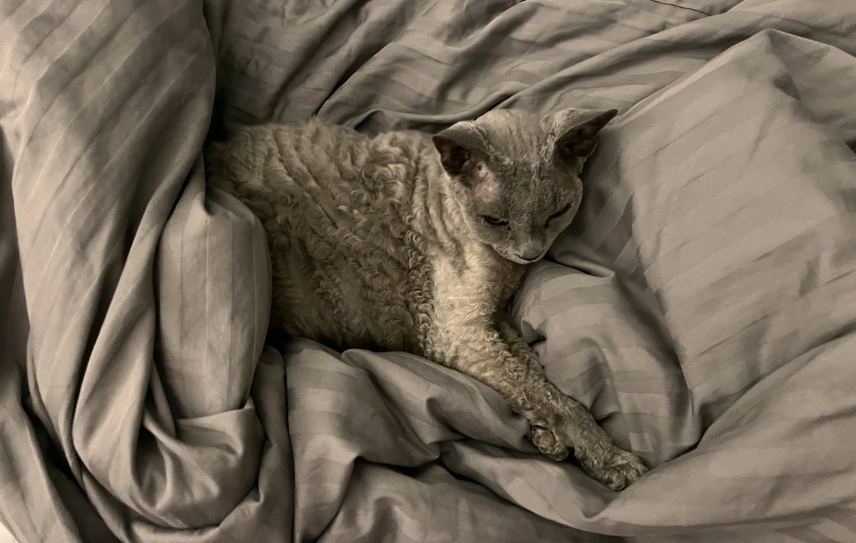 sofiusx's tweet image. The most beautiful Devon Rex ever.