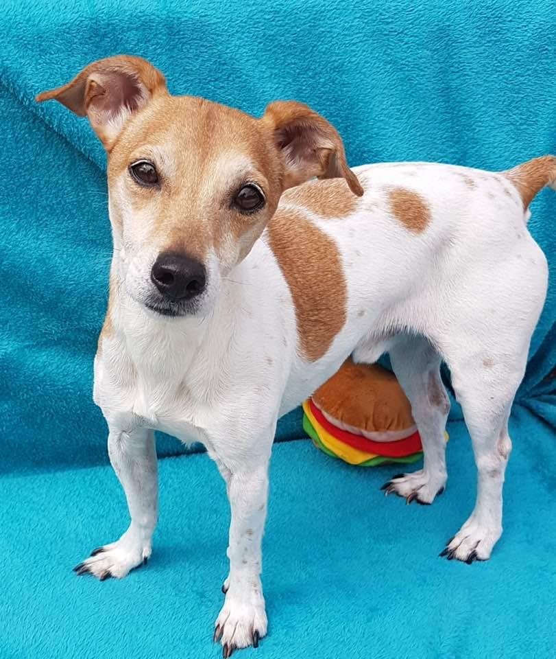 AdoptionsUk's tweet image. Please retweet to help Frazzle find a home #LANCASHIRE #UK 

Affectionate Jack Russell aged 9. Sadly in a shelter because his owner is ill. He is looking for a quiet home. Please contact the shelter for more information.  

 DETAILS or APPLY👇
 bleakholt.org/lancashire-ani……
 #dogs…