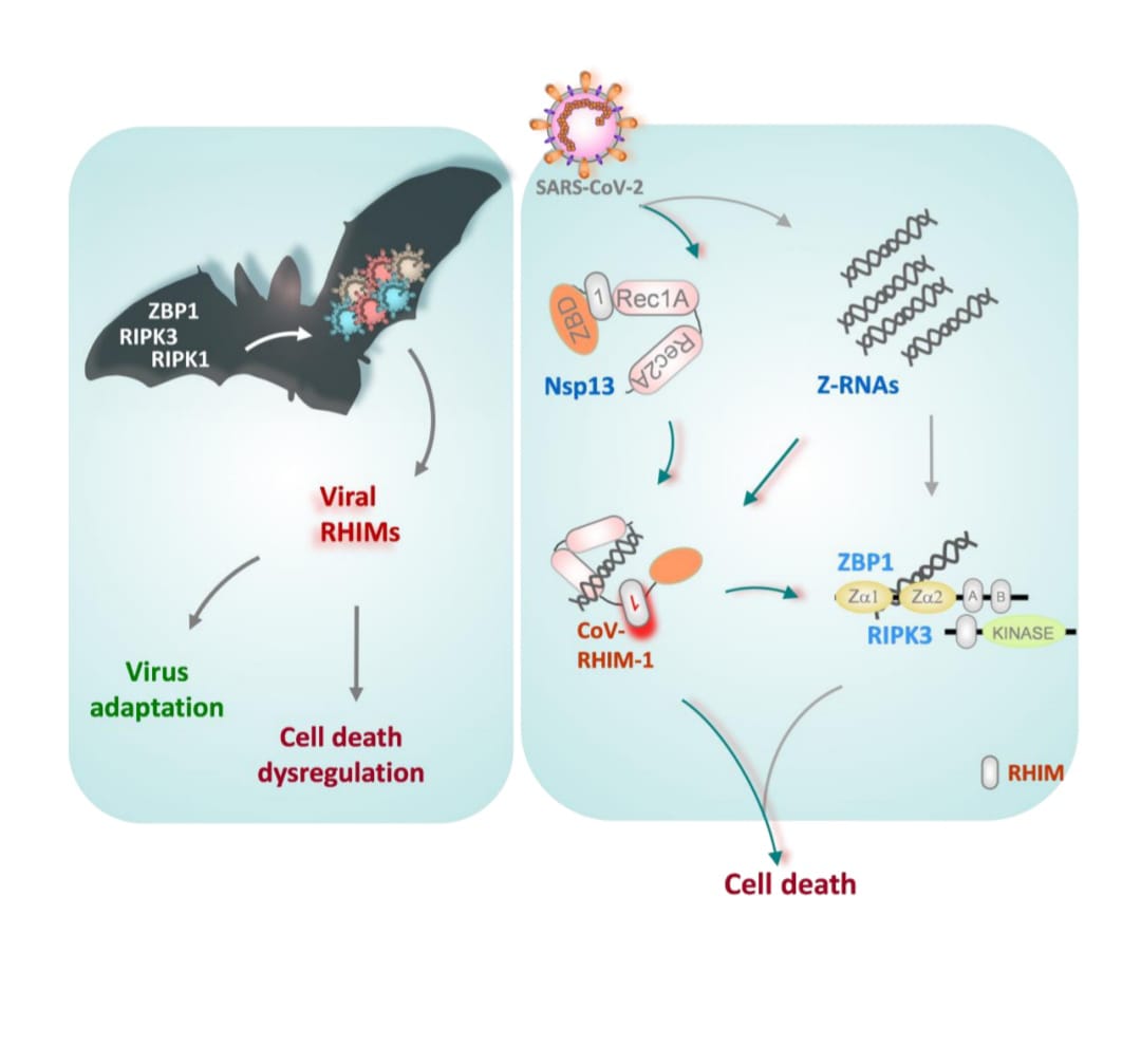 Ever wondered why these pathogenic RNA viruses evolved to mimic host RHIMs and modulate higher order oligomeric complex based inflammatory cell death ? 
Our recent report provides insights into interesting mechanisms underlying SARS-CoV-2 pathogenesis. 
biorxiv.org/content/10.110…