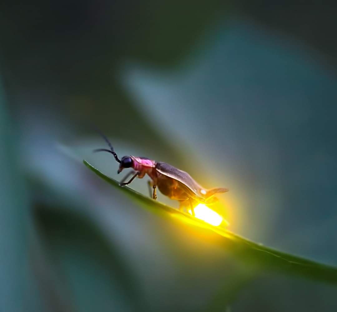 ¿CÓMO SE PRODUCE EL BRILLO DE LAS LUCIÉRNAGAS?

Imagine que el abdomen de la luciérnaga es como una caja negra de bioluminiscencia.

Desde hace unos 60 años, los científicos habían identificado los ingredientes básicos que contiene esa caja; cosas como oxígeno, calcio, magnesio y