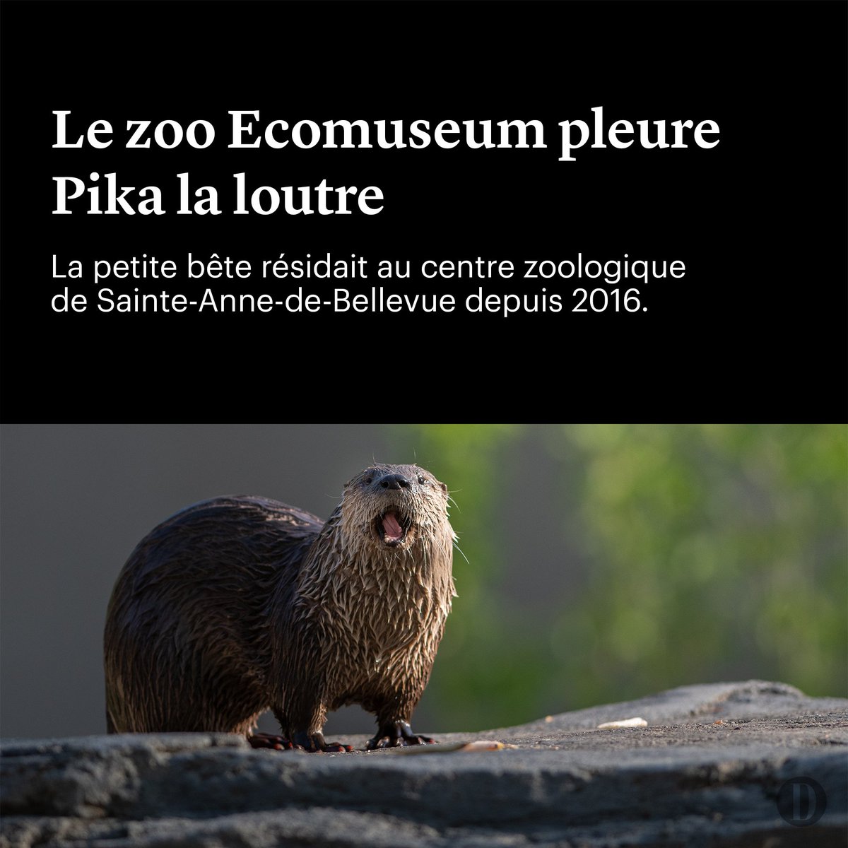 Le Devoir tweet media